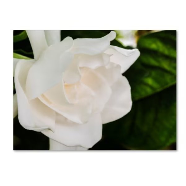 Kurt Shaffer 'Gardenia' Canvas Art, 18x24, Trademark Fine Art, Mfr#: KS01261-C1824GG